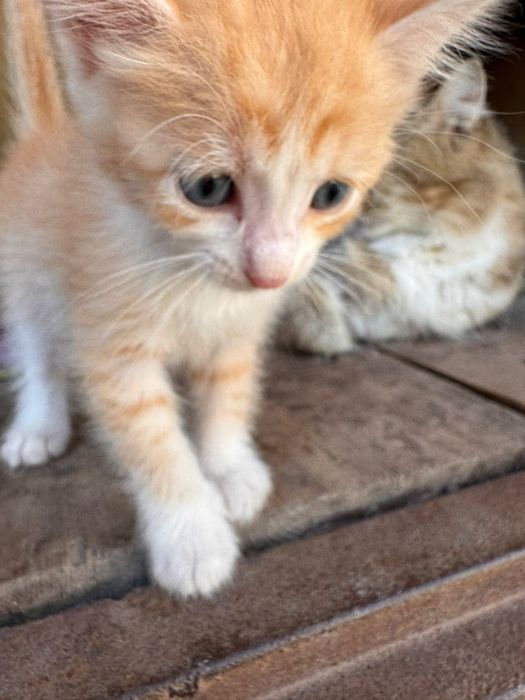Отдам котят бесплатно