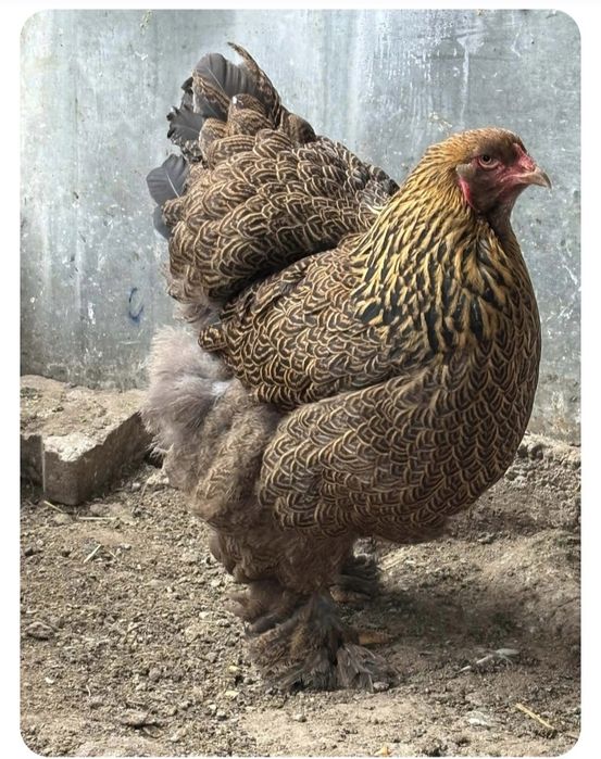 De vânzare pui de rasă