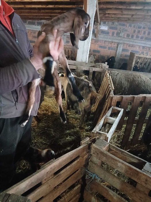 Țapi și iedute anglo-nubieni