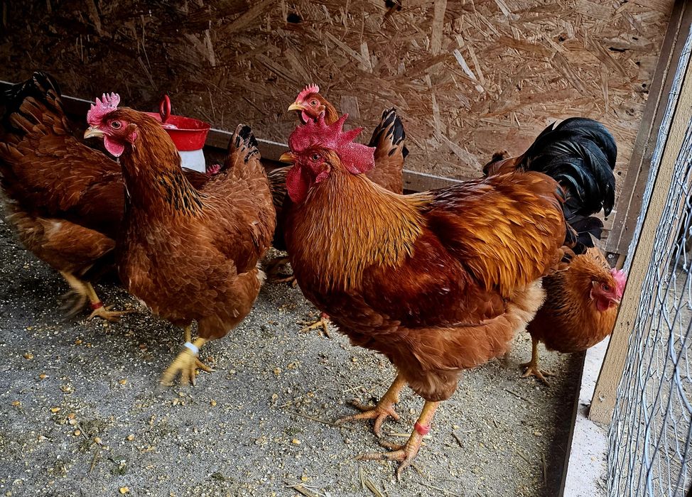 Pui  Sussex New hampshire