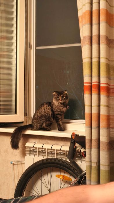 Котенок Скотиш-фолд, девочка