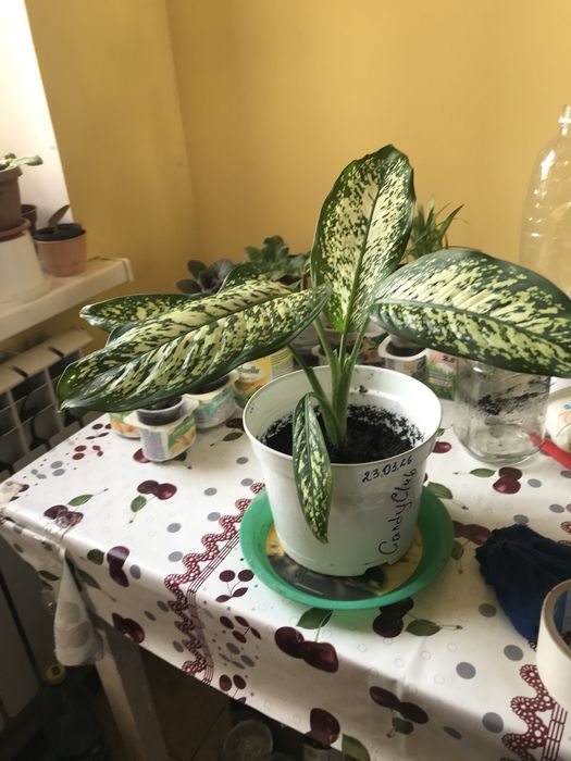 Диффенбахия. Не прихотливая в уходе.