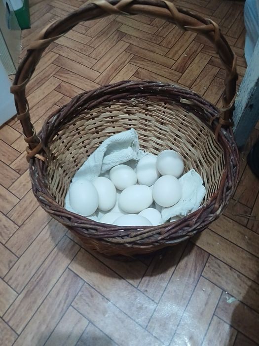 Vand oua de paduana frezata pentru incubat..