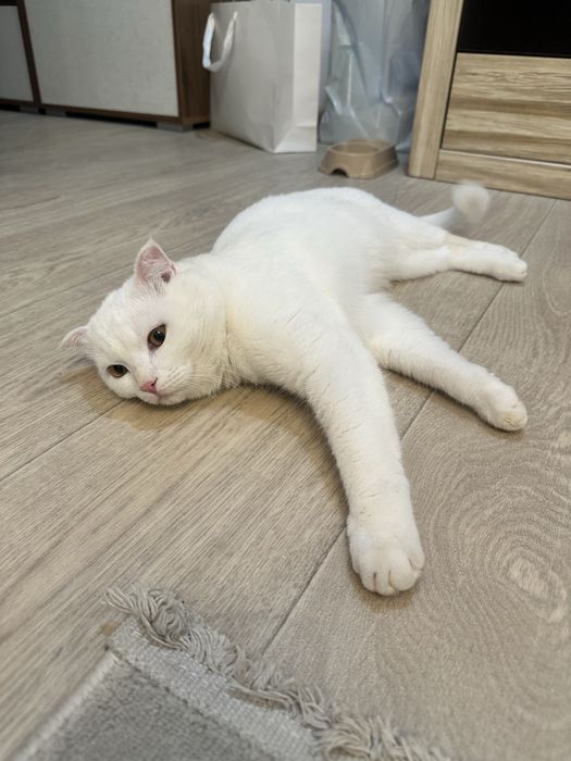 Кот подросток бесплатно
