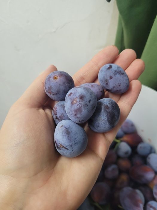 Саженцы вишни и сливы