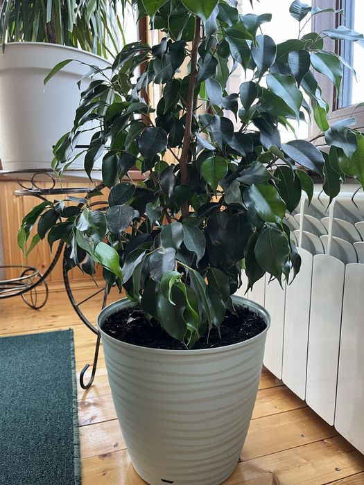Продам Фикус Каучуконосный