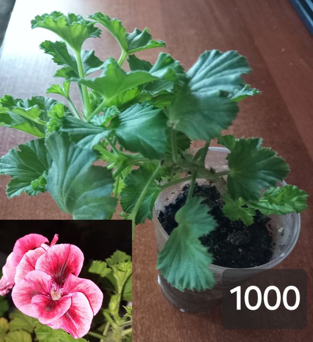 комнатные растения