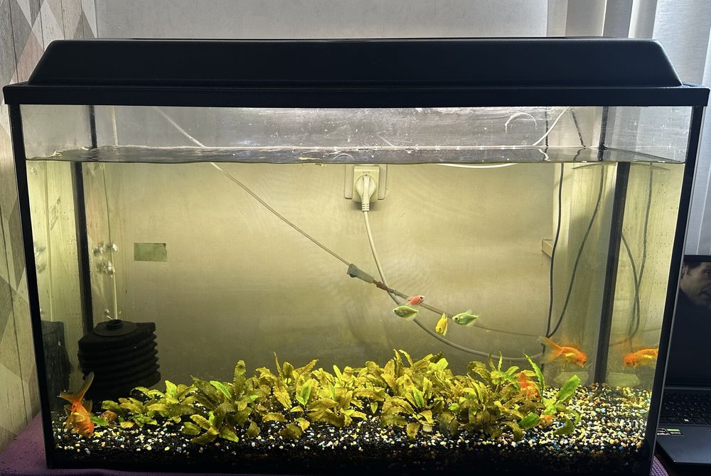 Аквариум для дома