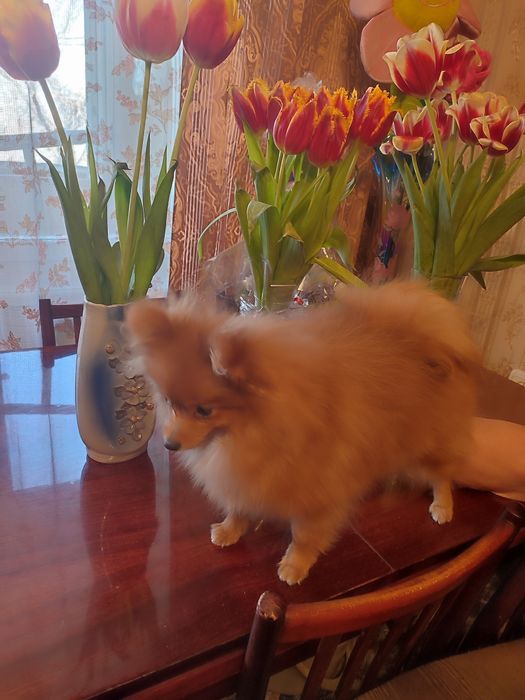 Чудесная мини девочка от Чемпиона. Подрощенная.