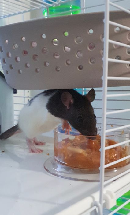 Cușcă cu șobolani de companie