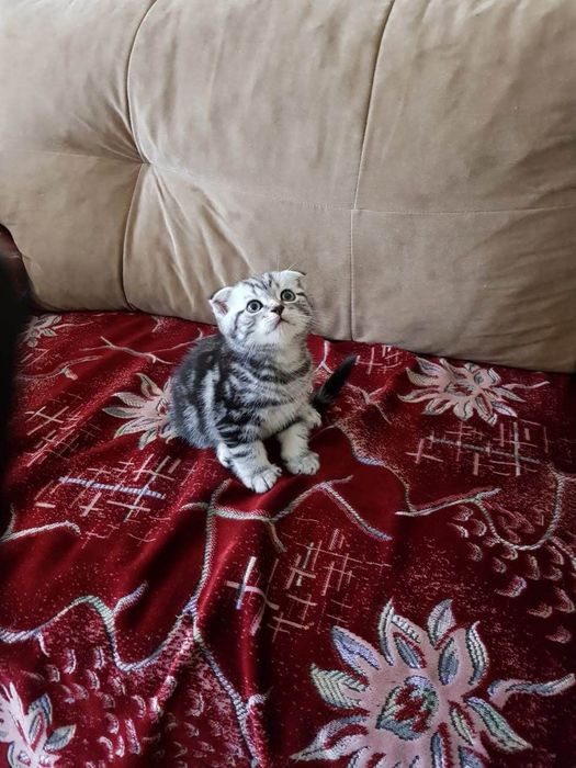 Вязка кот шотландец