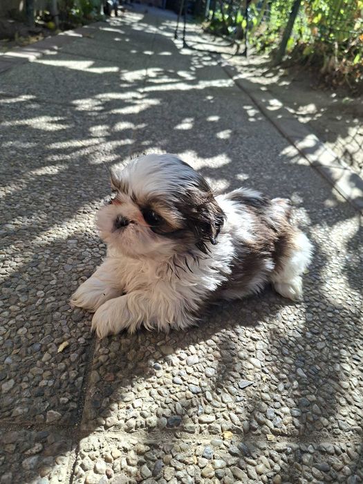 shih tzu talie mica foarte frumos rasa pura detin ambii parinti