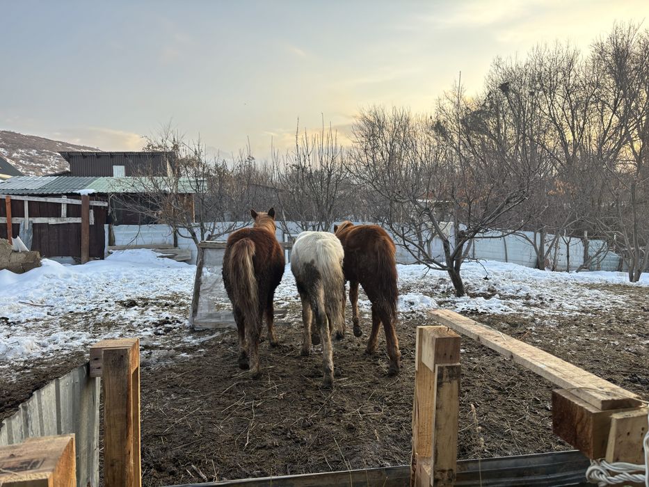 Продается лошади