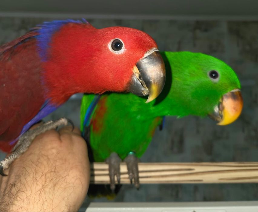 Продам крупного попугая Эклектус