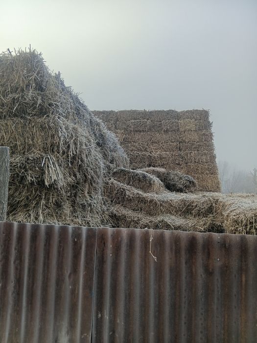 Продам сено естественное