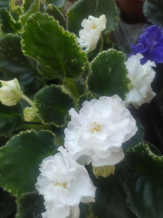 Продам фиалки сенполии