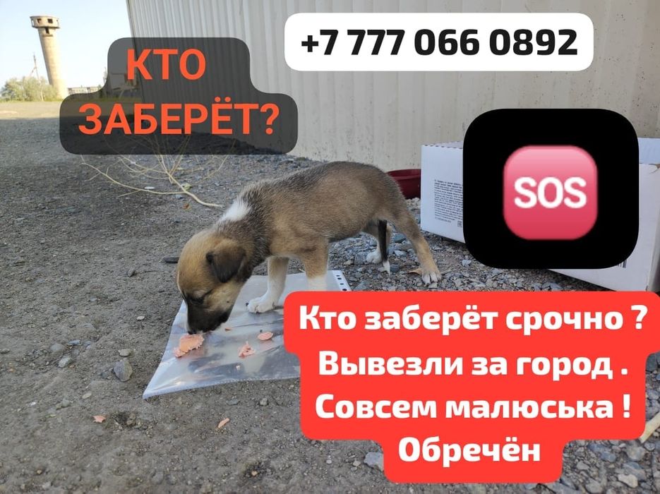 Заберите щенка в поле
