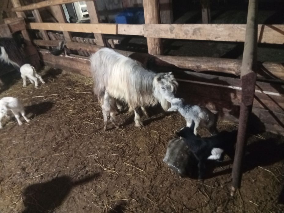 Schimb capre cu oi sau cu plug reversibil cu două brazde