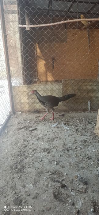 Продам Серебряный фазан