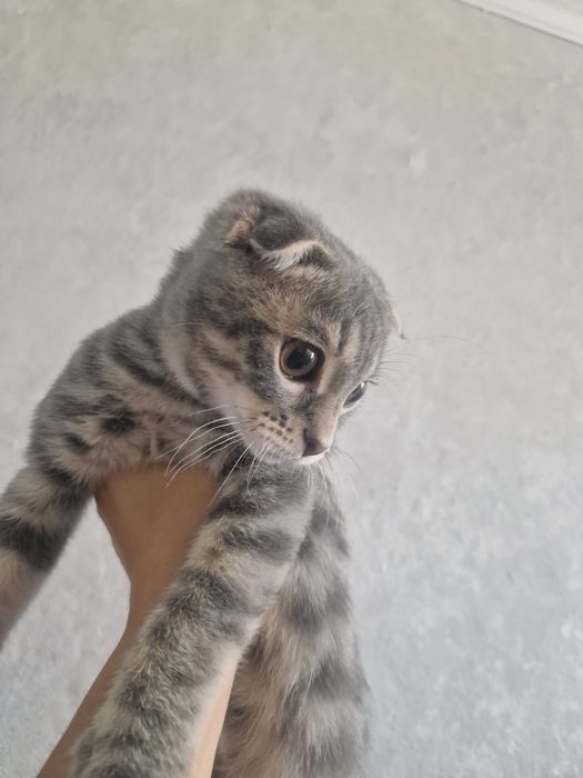 Милый котик ищет себе дом