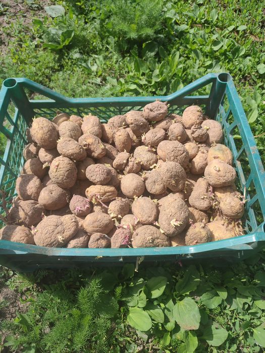 Картофель семена