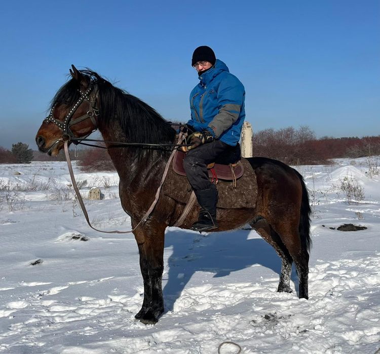 Продам русского  рысака