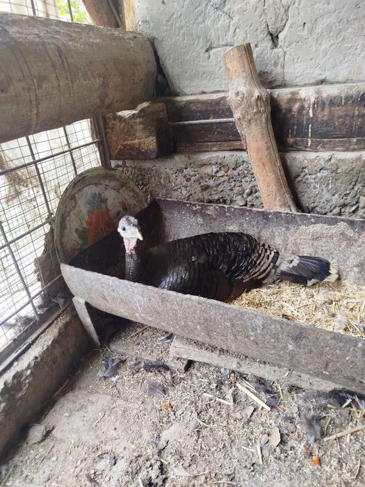 Курк курка сотилади месни