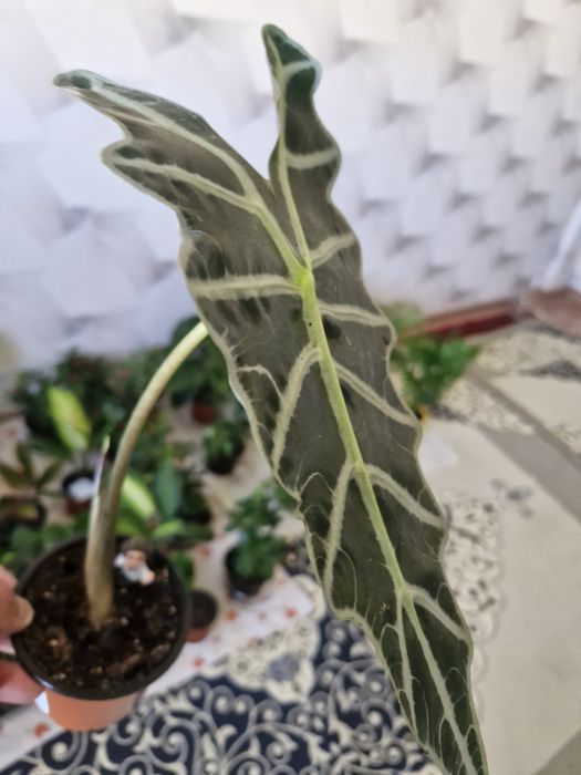 Домашние цваты дешевле