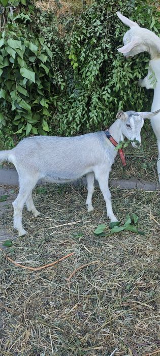 Продам Альпийскую козочку.