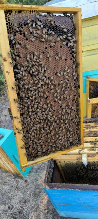 Продавам отводки Дадан блат,Рут,Фарар