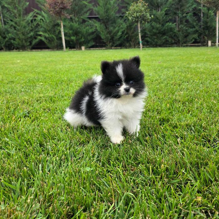 Pui rasa pomeranian