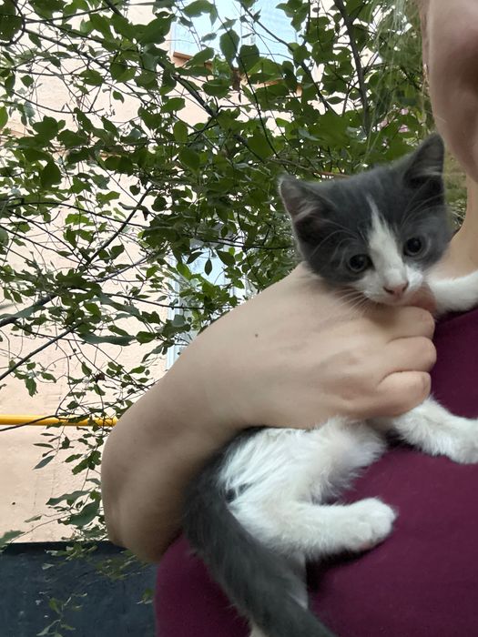 котята, 2 кошечки