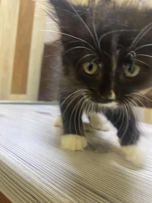 Отдам в добрые руки кошек