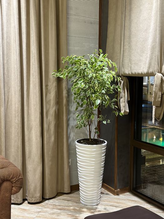 Живые и искусственные растения для дома и офиса от