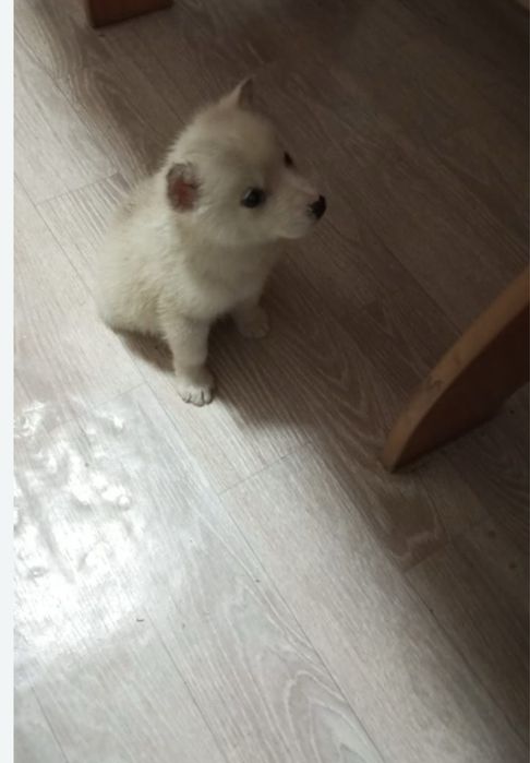 Хаски  срочно сатылады