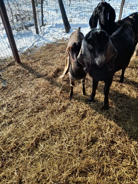 Vand țapi anglo-nubieni sau schimb cu oi