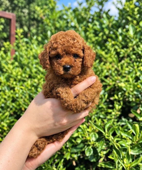 Caniche Poodle Toy Red-Brown