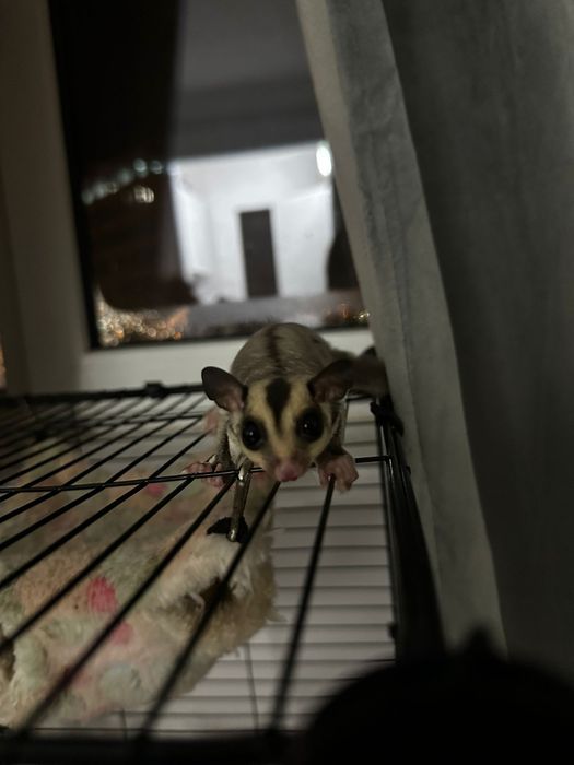 Veverița Sugar glider