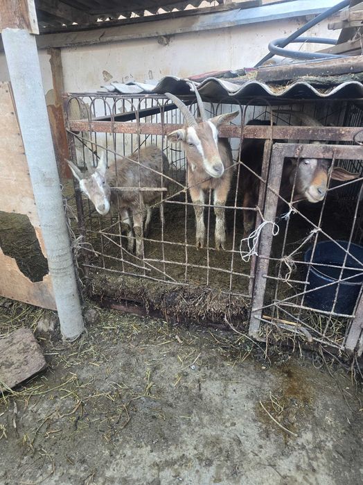 Австрийские козы