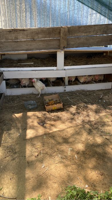 Продам куриц несушек