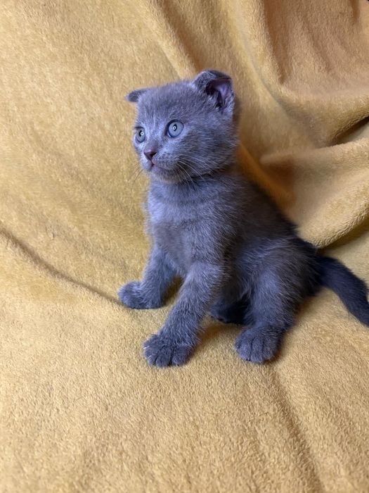 De vânzare 4 puiuți scottish fold