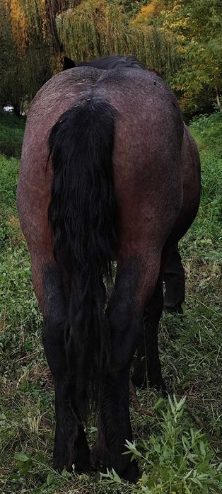 Urgent!! Vând armăsar