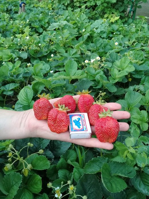 Продам рассаду ремонтантной клубники