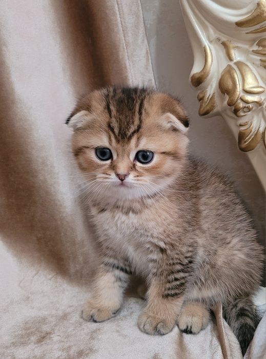 Scotish fold va britan