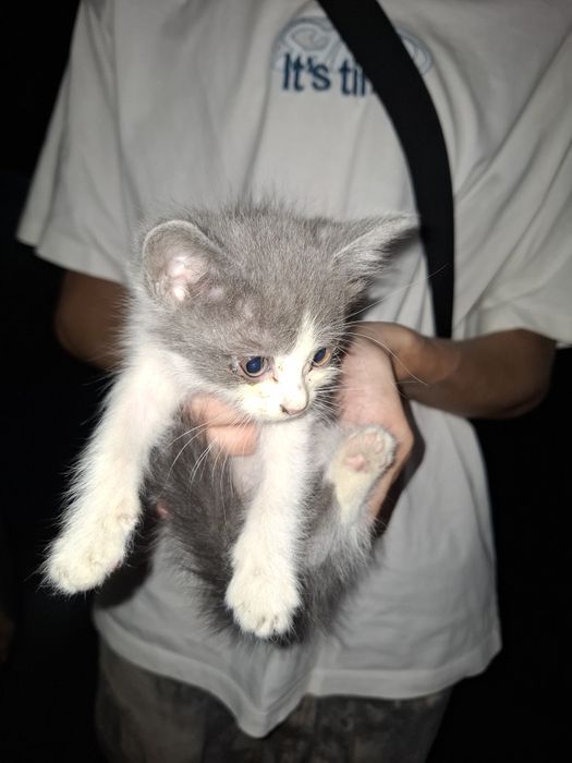 Отдам котят мальчиков.