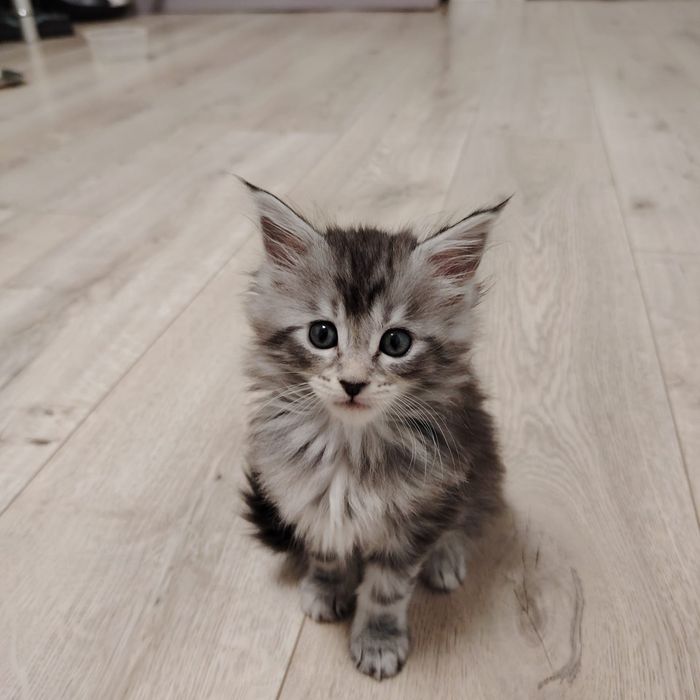 В продаже Котята Мейн-кун