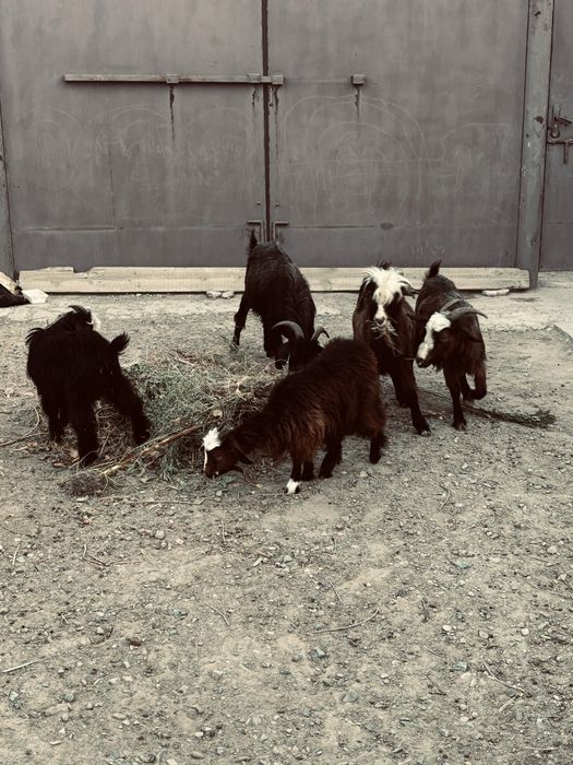 Қазақы Ешкі сатылады