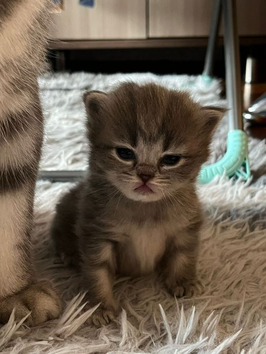 Продам котят британский породы