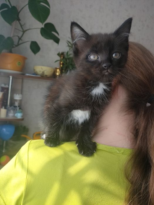 Отдам котят, Майкудук