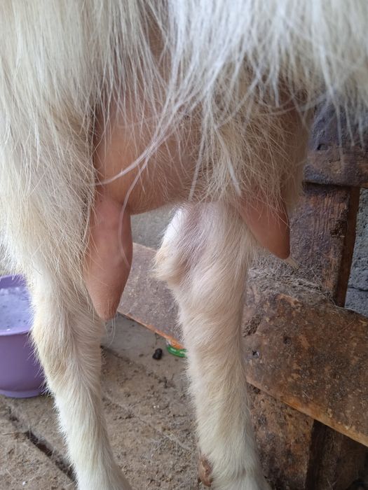 Продаются    козы